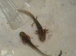 Wildtype Axies, Styx and Lancelotl at 3 months old