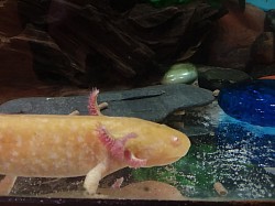 This is a Golden Albino juvenile. Notice the lack of pigment in the eyes.