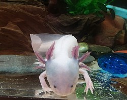 Here we have a dirty, blue-gilled Leucistic. Notice the freckles on the face and deep blue on the head and gills.