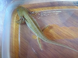 This little fellow is a Copper morph. He/she is still thin because it just arrived in the mail. Axolotls must be fasted before shipping so they don't foul their water with excrement.