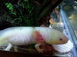 Here we see a lovely GFP Leucistic female. Notice the green tint to the pupil and slight yellowing of the skin. Under black or Blue light she glows green.