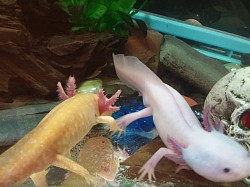 Two healthy juvenile Axies housed together.