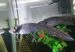 This is a high iridophore wildtype female. Irridophores are responsible for the sparkle effect in axolotls.