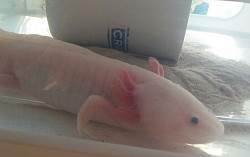 Lucian- Leucistic male axolotl. When active, his gill filaments become red and the blue on his stalks darkens.