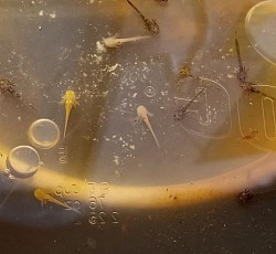 Beautiful axolotl larvae from Copper Dam and GA Sire.