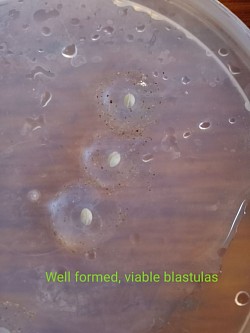 Developing Albino axolotl eggs