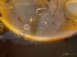 Albino, Golden albino, wild type, and melanoid larvae from the albino clutch. As they developed we will see if any are copper and other further morphological patterns.