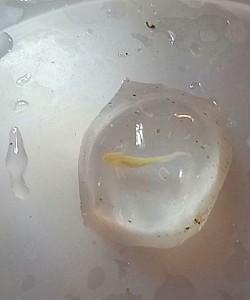 Golden albino axolotl forming within the egg