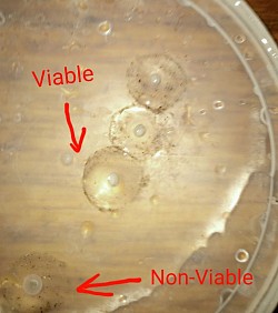 Eggs from albino female