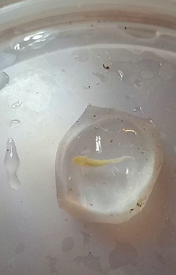 Fully developed Albino larva inside its egg